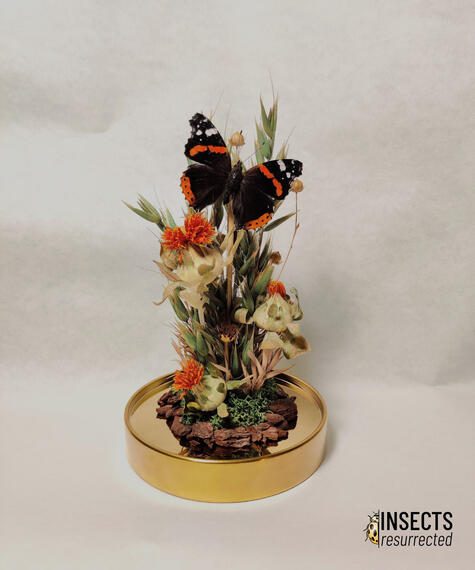 Red admiral butterfly dome