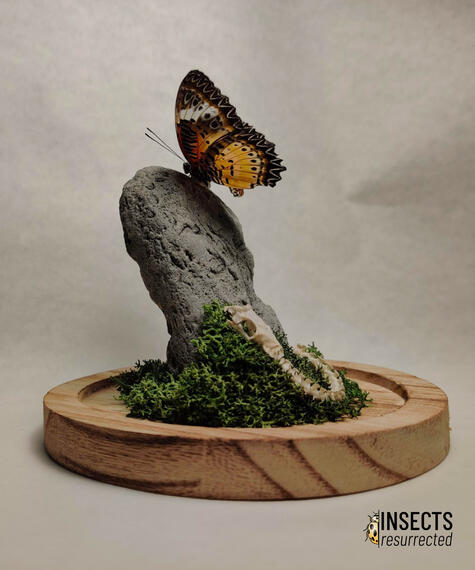 Lacewing butterfly dome