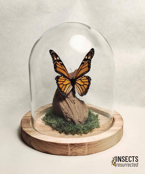 Monarch butterfly dome