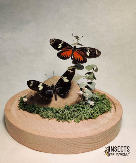 Heliconius butterfly dome