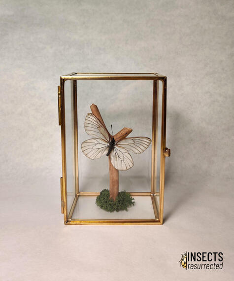 Black veined white butterfly