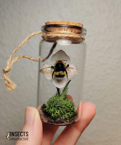 Bumblebee in a bottle