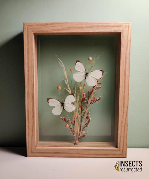 Cabbage butterfly frame