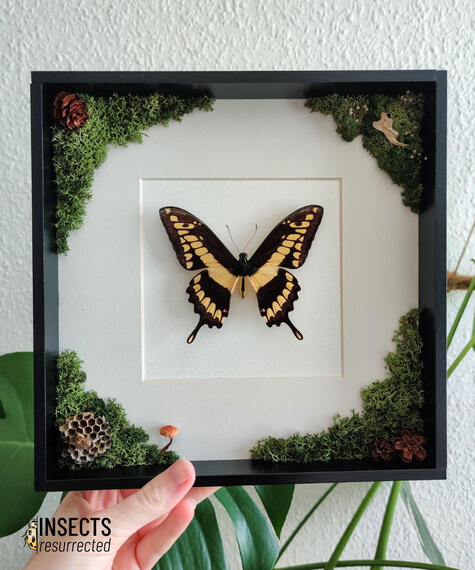 Swallowtail shadow box frame