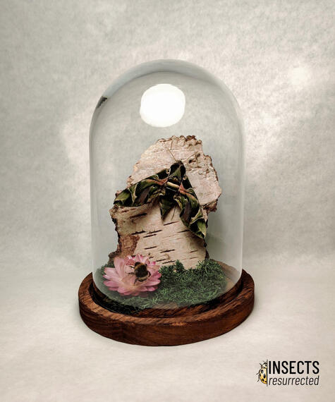 Oleander hawk moth butterfly dome