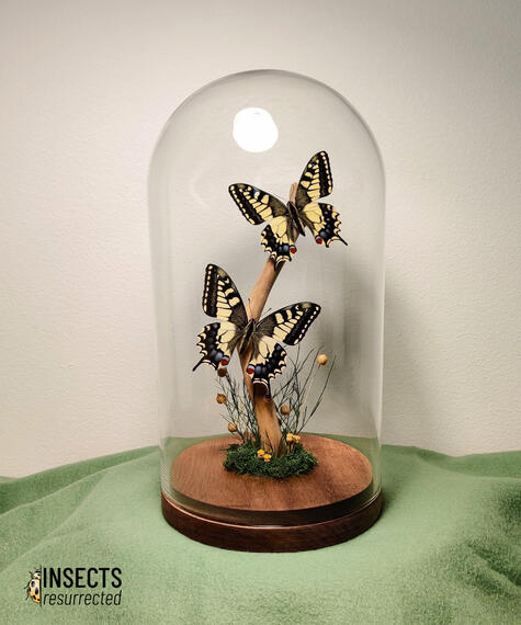 Dome with two swallowtails