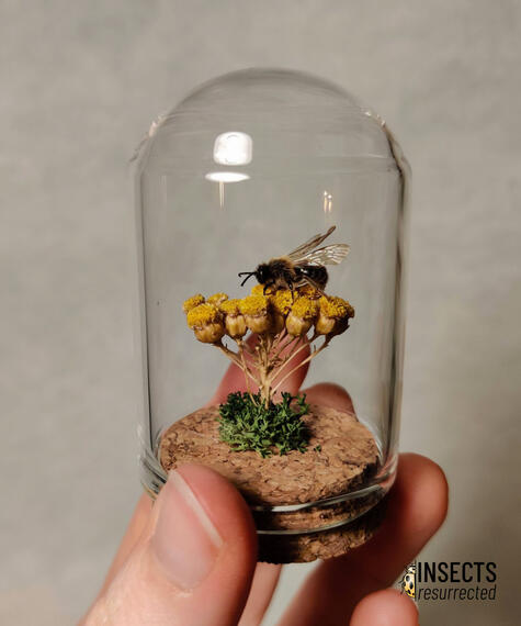 Bee mini dome