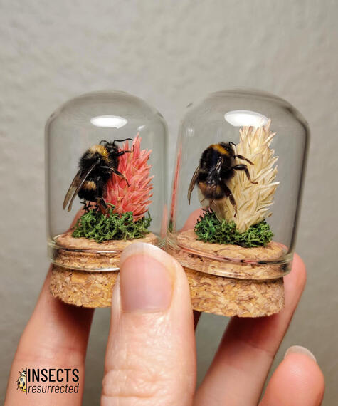 Two bumblebee mini domes
