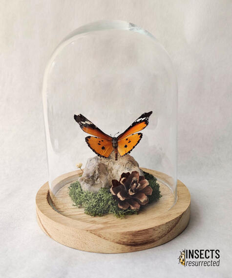 Plain tiger butterfly dome