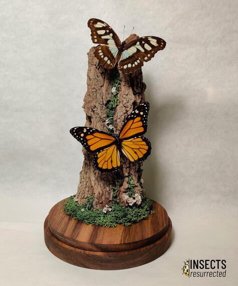 Large monarch butterfly dome