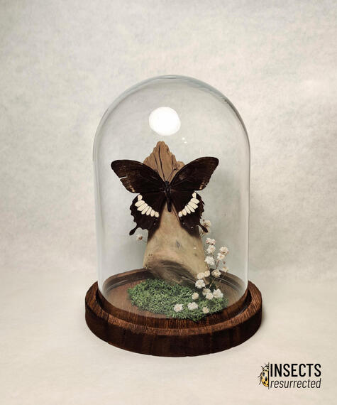 Papilio butterfly dome