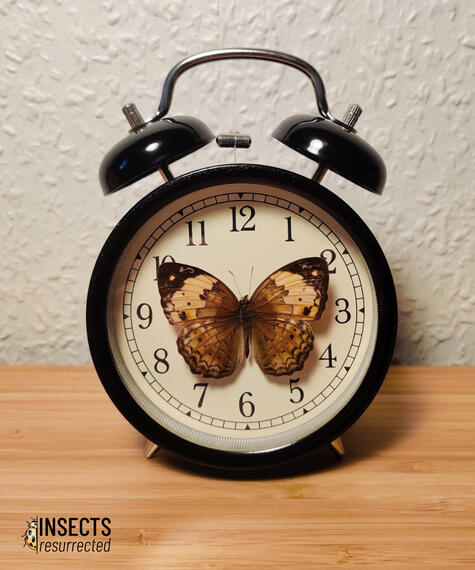 Alarm clock with rustic butterfly