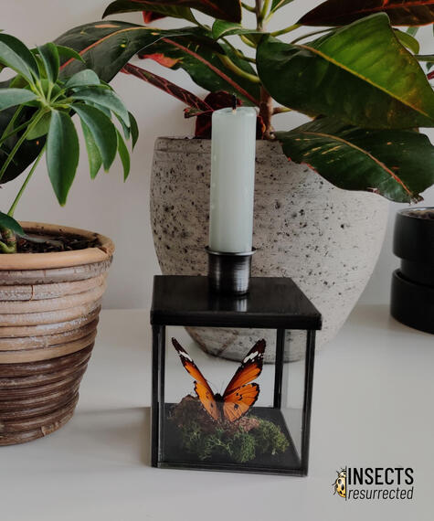 Plain tiger butterfly candle