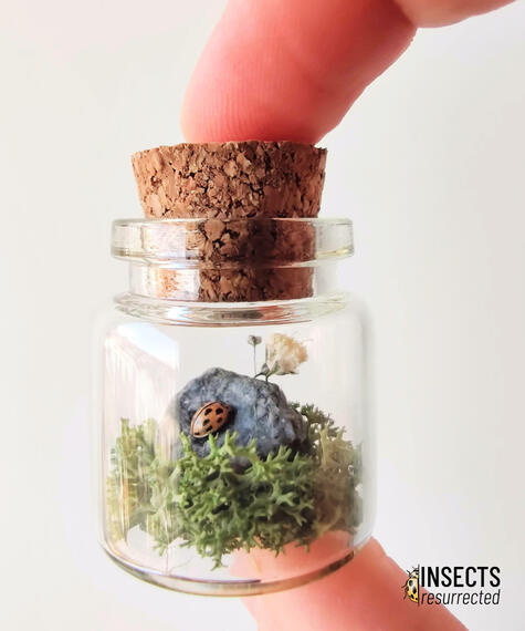 14-spotted ladybug bottle