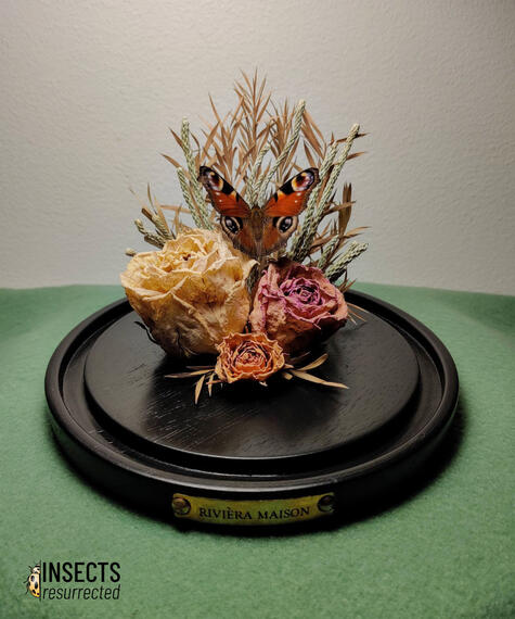 Peacock butterfly riviera maison dome