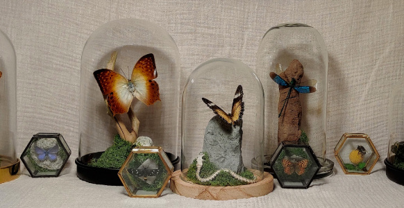 Butterfly domes for sale