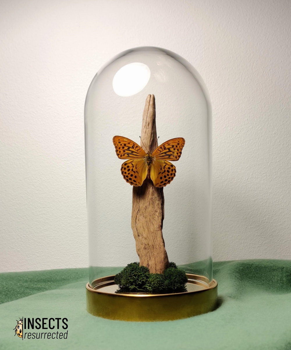 Orange butterfly dome